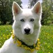 Avatar von husky