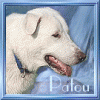 Avatar von patou