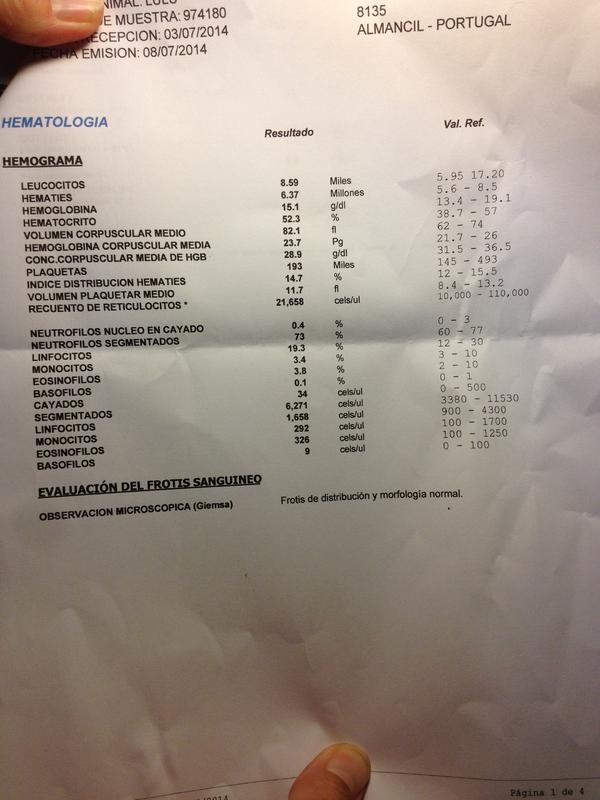 rickettsia conorii hund