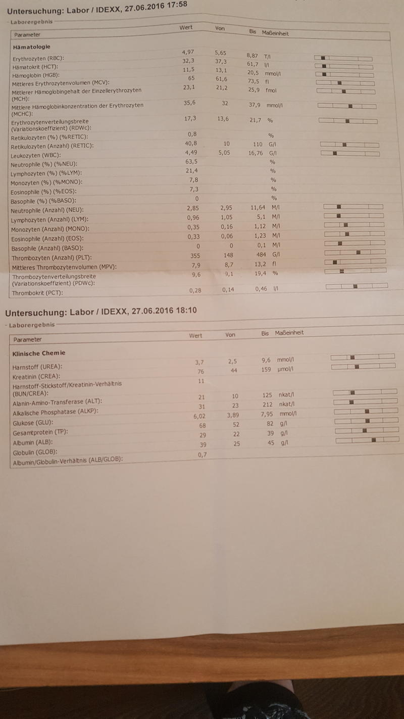Hund bildet keine Retikulozyten, Ehrlichiose positiv Seite 2